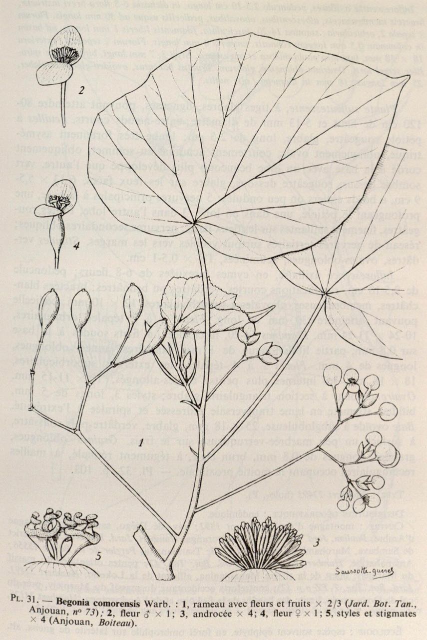B. comorensis